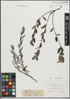 Foto von Salix repens subsp. incubacea (L.) A. Neumann